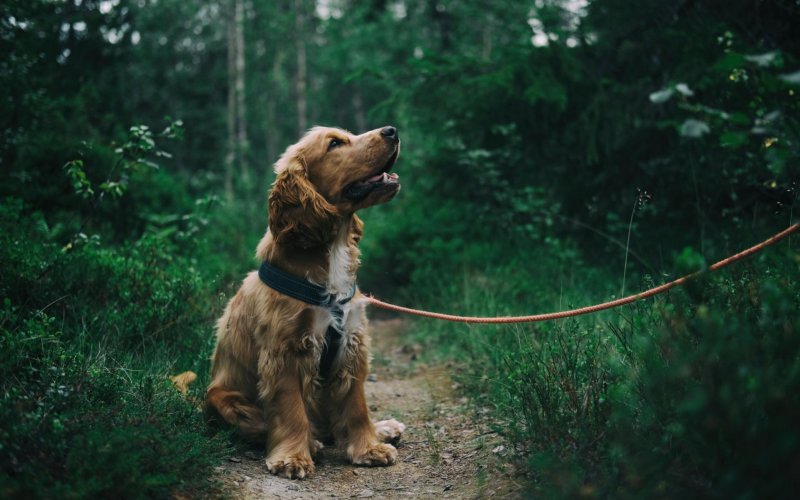 Dog Walking Tips Benefits of Regular Walks