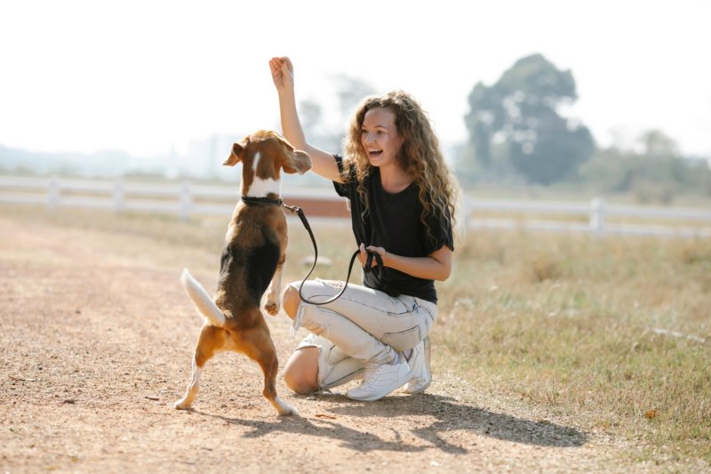 New Dog Owner Tips Building a Routine Exercise and Playtime