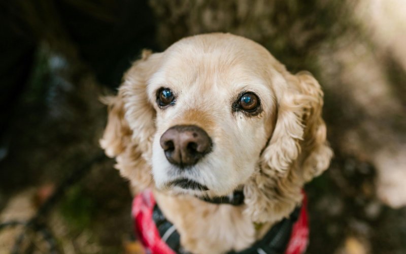 English Cocker Spaniels Common Health Concerns