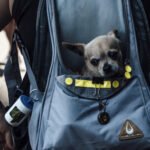 5 Reliable Dog Backpack Carriers for Adventurous Walks (2024)