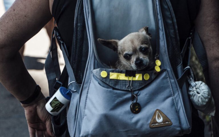 Dog Backpack Carriers