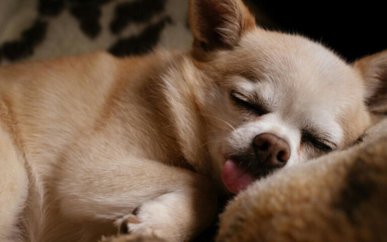 Dog Bed Blankets