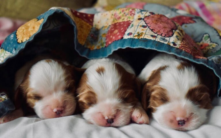 Dog Bed Covers