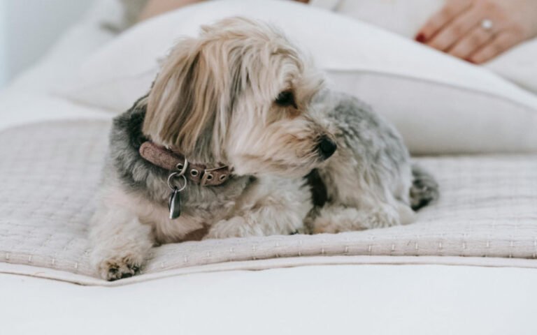 Dog Bed Mats