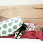 5 Plush Dog Bed Pillows for Snug Snoozing (2024)