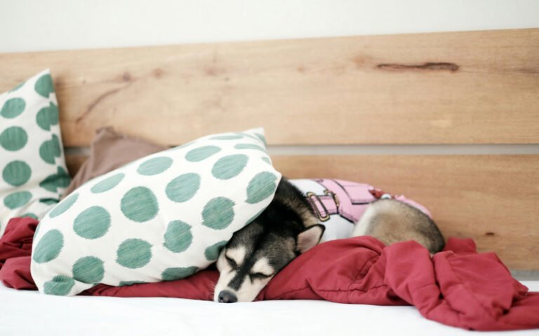 Dog Bed Pillows