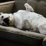 Top 5 Dog Sofas and Chairs for a Touch of Elegance (2024)