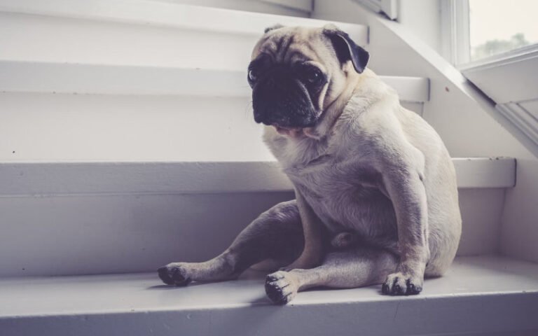 Dog Stairs and Steps