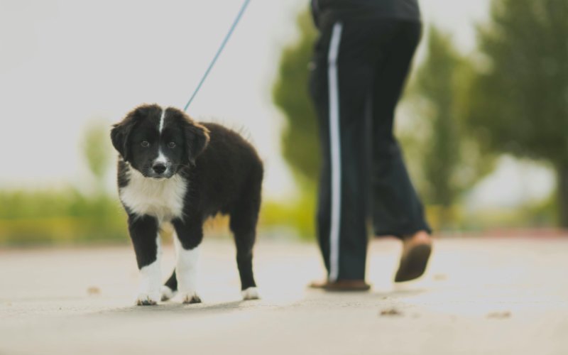 Dog Walking Tips Keeping Engaged and Stimulated