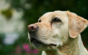 Read more about the article Labrador Retriever as a Pet: What you Need to Know Before Bringing One Home (2024)