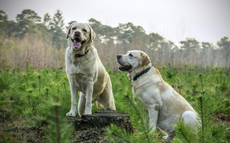 Labrador Retriever as a Pet Temperament and Personality Traits