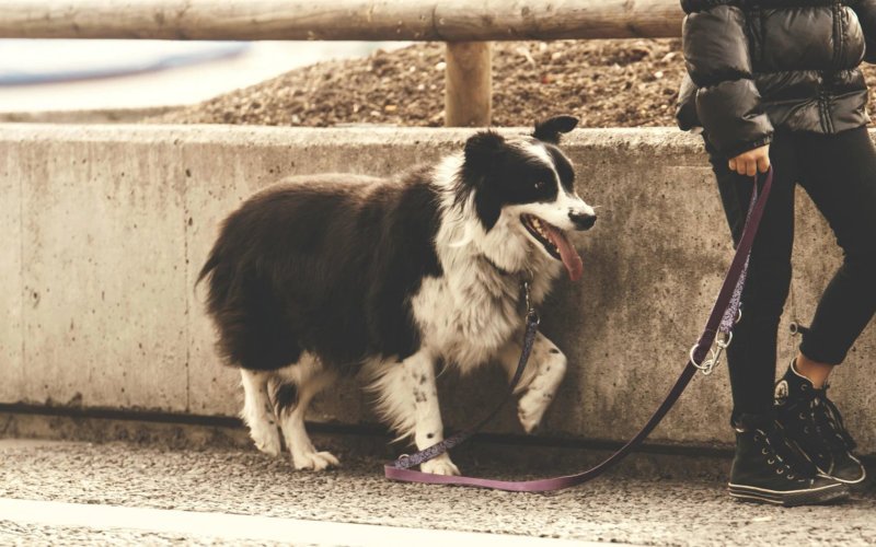 Dog Walking Tips Preparing for a Walk