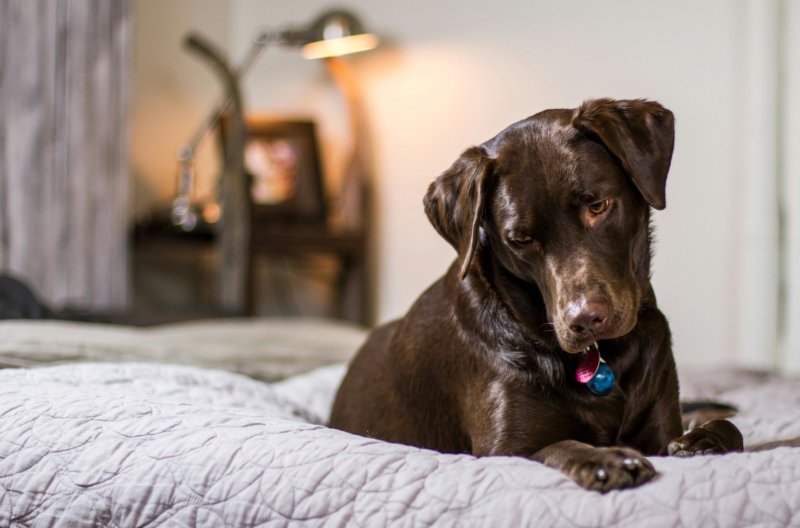 New Dog Owner Tips Preparing Your Home for a New Dog