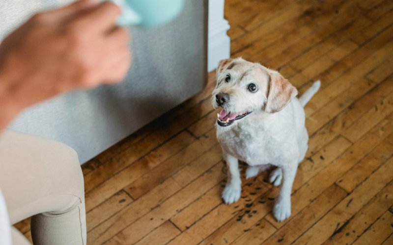 Train Your Dog to Stop Barking The Role of Consistent Command and Cues