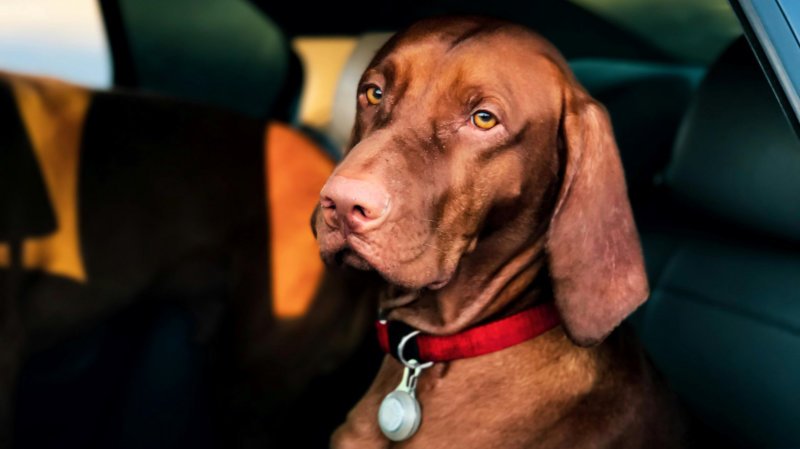 New Dog Owner Tips Travel and Transportation