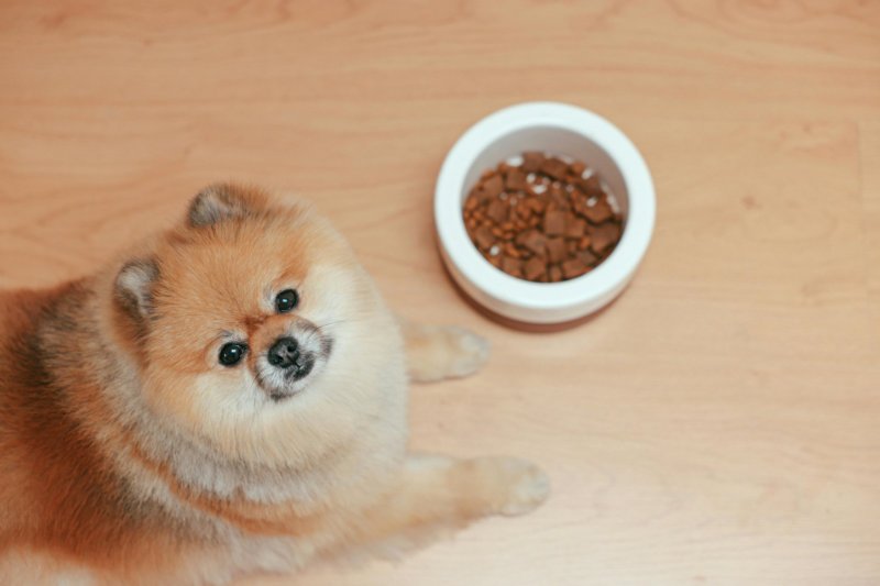 New Dog Owner Tips Understanding Dog Food ans Nutrition