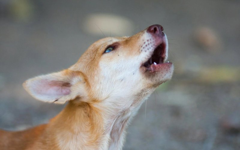 Train Your Dog to Stop Barking Understanding Why Dogs Bark